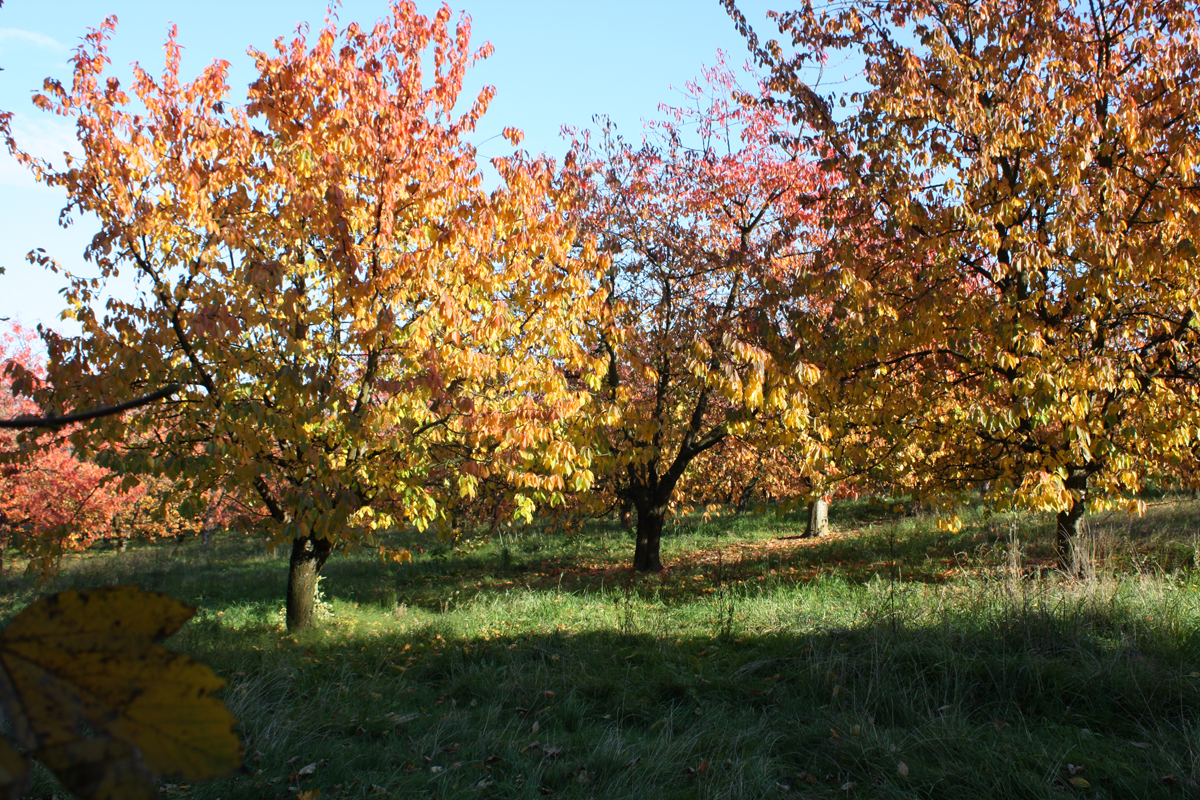 Herbstwiese Herbstwiese